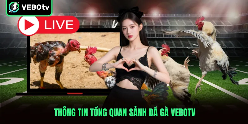 Thông tin tổng quan sảnh đá gà VeboTV